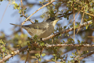 Western Orphean Warbler (Sylvia hortensis), Oasis Toujounine, south of Choum (Mauritania)