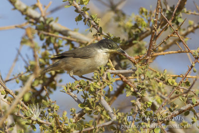 Western Orphean Warbler (Sylvia hortensis), Oasis Toujounine, south of Choum (Mauritania)