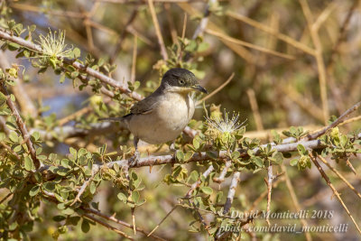 Western Orphean Warbler (Sylvia hortensis), Oasis Toujounine, south of Choum (Mauritania)