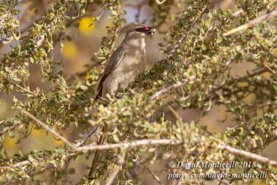 Blue-naped Mousebird (Urocolius macrourus), Oasis Toujounine, south of Choum (Mauritania)