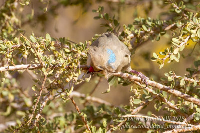 Blue-naped Mousebird (Urocolius macrourus), Oasis Toujounine, south of Choum (Mauritania)