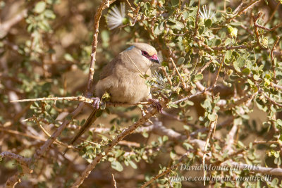 Blue-naped Mousebird (Urocolius macrourus), Oasis Toujounine, south of Choum (Mauritania)
