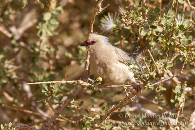 Blue-naped Mousebird (Urocolius macrourus), Oasis Toujounine, south of Choum (Mauritania)