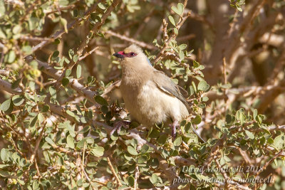 Blue-naped Mousebird (Urocolius macrourus), Oasis Toujounine, south of Choum (Mauritania)