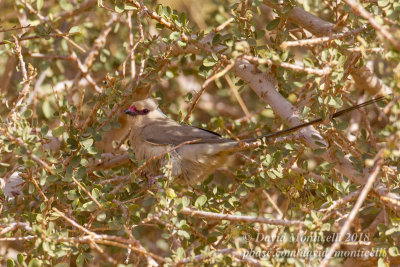 Blue-naped Mousebird (Urocolius macrourus), Oasis Toujounine, south of Choum (Mauritania)