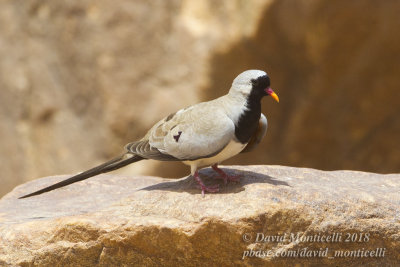 Namaqua Dove (Oena capensis), Oasis between Toujounine and Atar (Mauritania)