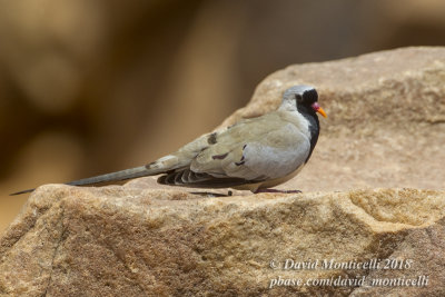 Namaqua Dove (Oena capensis), Oasis between Toujounine and Atar (Mauritania)