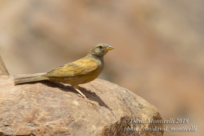 House Bunting (Fringillaria sahari), Oasis between Toujounine and Atar (Mauritania)