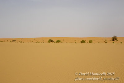 Desertic landscape between Atar and Ouadane (Mauritania)