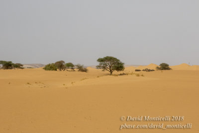 Desertic landscape between Atar and Ouadane (Mauritania)