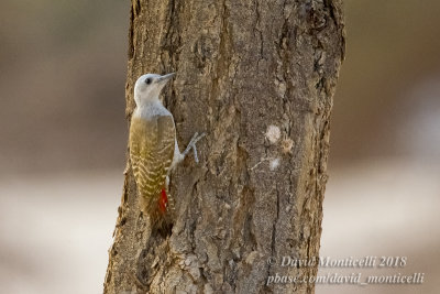 African Grey Woodpecker (Mesopicos goertae)(female), NE of Ouadane (Mauritania)