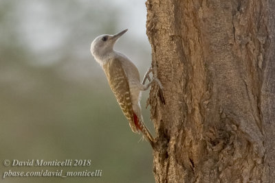 African Grey Woodpecker (Mesopicos goertae)(female), NE of Ouadane (Mauritania)