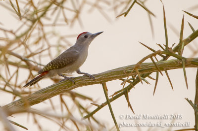 African Grey Woodpecker (Mesopicos goertae)(male), NE of Ouadane (Mauritania)