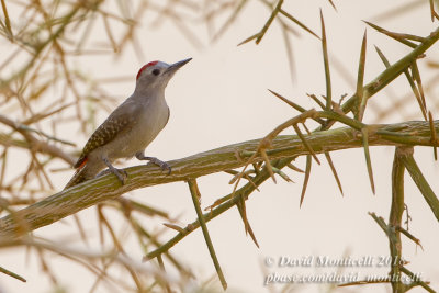 African Grey Woodpecker (Mesopicos goertae)(male), NE of Ouadane (Mauritania)