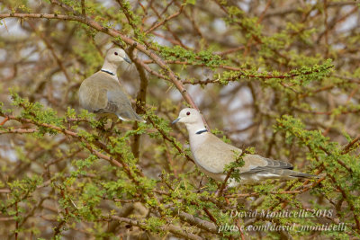 African Collared Doves (Streptopelia roseogrisea), NE of Ouadane (Mauritania)