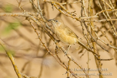 Fulvous Babbler (Turdoides fulvus), NE of Ouadane (Mauritania)