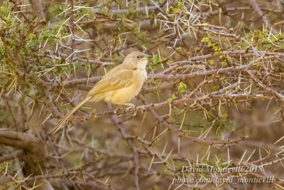 Fulvous Babbler (Turdoides fulvus), NE of Ouadane (Mauritania)