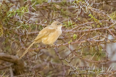 Fulvous Babbler (Turdoides fulvus), NE of Ouadane (Mauritania)