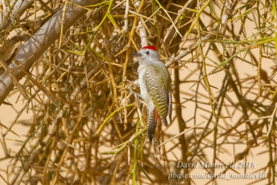African Grey Woodpecker (Mesopicos goertae)(male), NE of Ouadane (Mauritania)