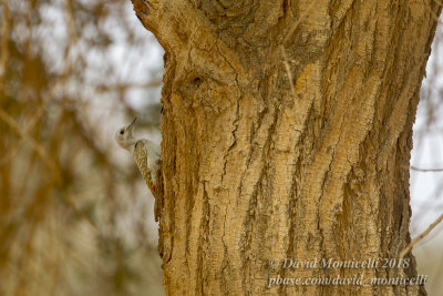 African Grey Woodpecker (Mesopicos goertae)(female), NE of Ouadane (Mauritania)