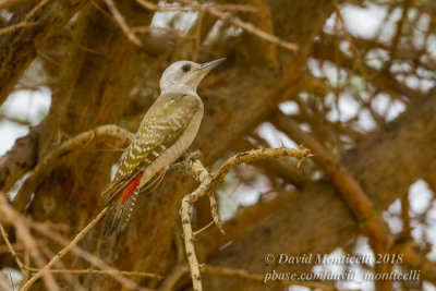African Grey Woodpecker (Mesopicos goertae)(female), NE of Ouadane (Mauritania)