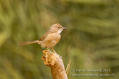 Fulvous Babbler (Turdoides fulvus), NE of Ouadane (Mauritania)