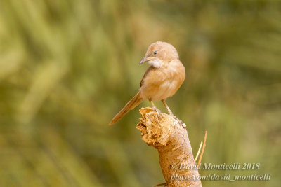 Fulvous Babbler (Turdoides fulvus), NE of Ouadane (Mauritania)