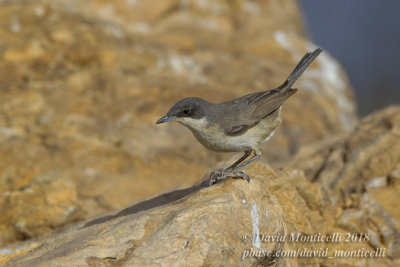 Western Orphean Warbler (Sylvia hortensis), Oasis Aghmakou, north of Ouadane (Mauritania)