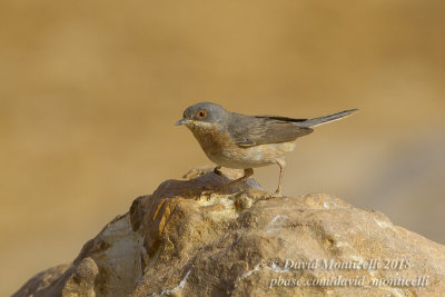 Western Subalpine Warbler (Curruca inornata), Oasis Aghmakou, north of Ouadane (Mauritania)