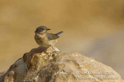 Western Subalpine Warbler (Curruca inornata), Oasis Aghmakou, north of Ouadane (Mauritania)