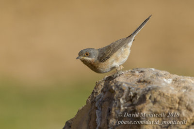 Western Subalpine Warbler (Curruca inornata), Oasis Aghmakou, north of Ouadane (Mauritania)