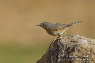 Western Subalpine Warbler (Curruca inornata), Oasis Aghmakou, north of Ouadane (Mauritania)