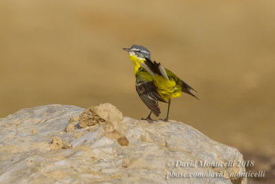 Yellow Wagtail (Motacilla flava iberiae), Atar (Mauritania)