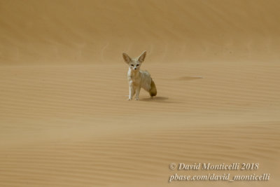 Fennec (Vulpes zerda), Ouadane (Mauritania)