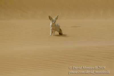 Fennec (Vulpes zerda), Ouadane (Mauritania)