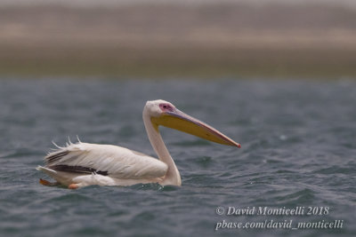 Great White Pelican (Pelecanus onocrotalus), Parc National du Banc d'Arguin, Iwik (Mauritania)