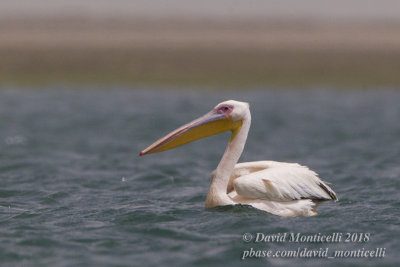 Great White Pelican (Pelecanus onocrotalus), Parc National du Banc d'Arguin, Iwik (Mauritania)