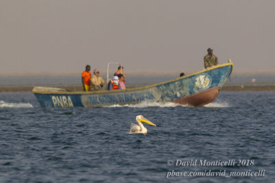 Great White Pelican (Pelecanus onocrotalus), Parc National du Banc d'Arguin, Iwik (Mauritania)