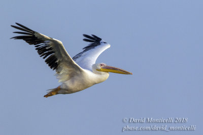 Great White Pelican (Pelecanus onocrotalus), Parc National du Banc d'Arguin, Iwik (Mauritania)