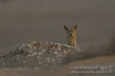 African Golden Wolf (Canis anthus), Parc National du Banc d'Arguin, Iwik (Mauritania)