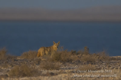 African Golden Wolf (Canis anthus), Parc National du Banc d'Arguin, Iwik (Mauritania)