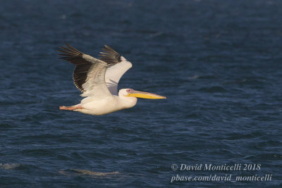 Great White Pelican (Pelecanus onocrotalus), Parc National du Banc d'Arguin, Iwik (Mauritania)