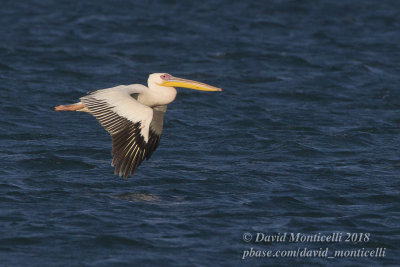 Great White Pelican (Pelecanus onocrotalus), Parc National du Banc d'Arguin, Iwik (Mauritania)