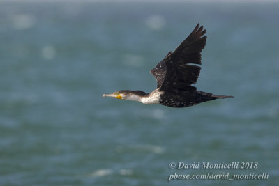 White-breasted Cormorant (Phalacrocorax lucidus), Parc National du Banc d'Arguin, Iwik (Mauritania)