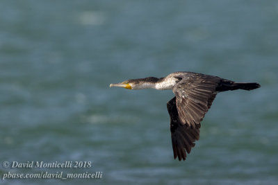 White-breasted Cormorant (Phalacrocorax lucidus), Parc National du Banc d'Arguin, Iwik (Mauritania)