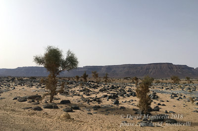 Desertic landscape between Choum and Atar (Mauritania)