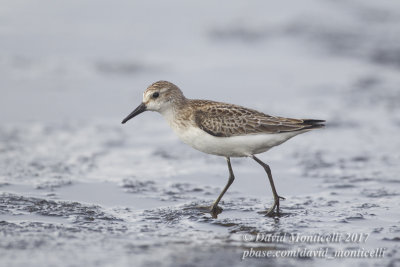 Semipalmated Sandpiper (Calidris pusilla)_Old Harbour, Vila do Corvo (Corvo)