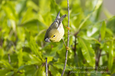 Blackpoll Warbler (Setophaga striata)_High Fields (Corvo)