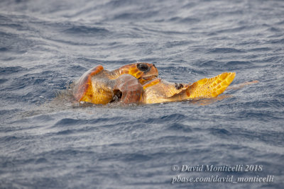 Loggerhead Sea Turtle (Caretta caretta)(mating pair)_Off Sao Nicolau (Sao Nicolau Is.)