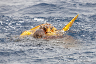 Loggerhead Sea Turtle (Caretta caretta)(mating pair)_Off Sao Nicolau (Sao Nicolau Is.)